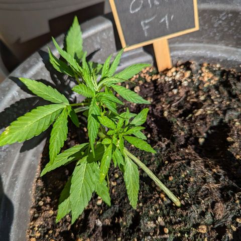 Orion growlog timeline photo