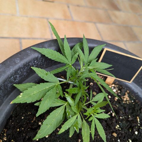 Orion growlog timeline photo