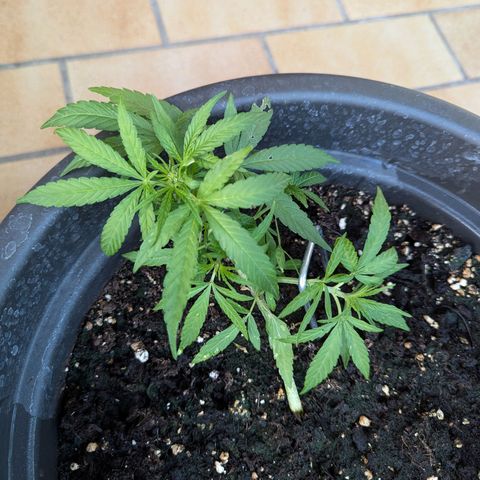 Orion growlog timeline photo