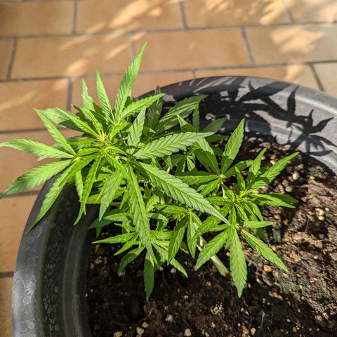 Orion growlog timeline photo