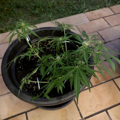 Orion growlog timeline photo