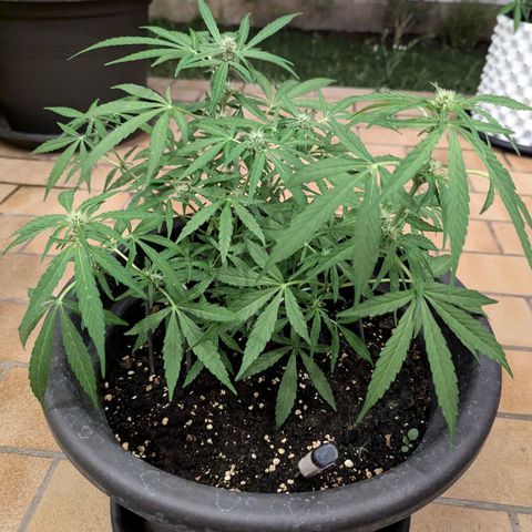 Orion growlog timeline photo