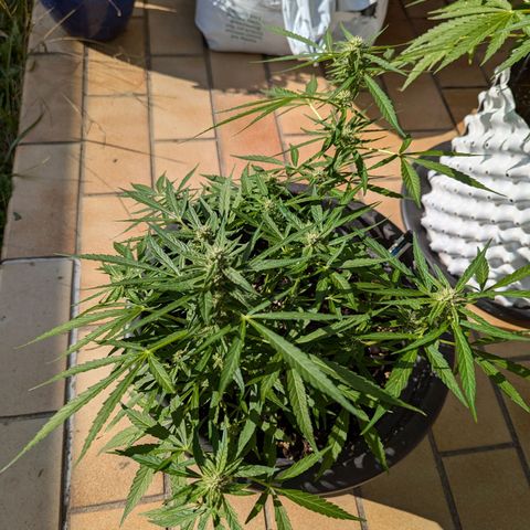 Orion growlog timeline photo