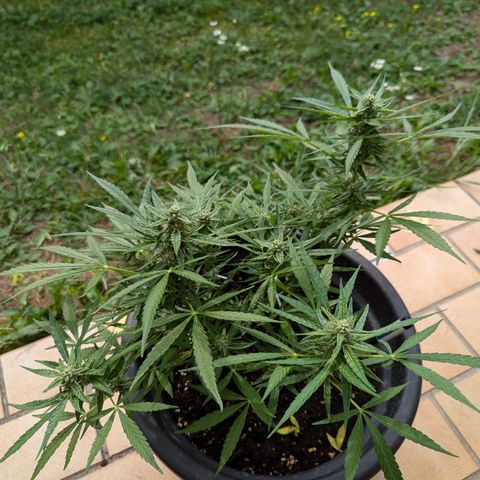 Orion growlog timeline photo