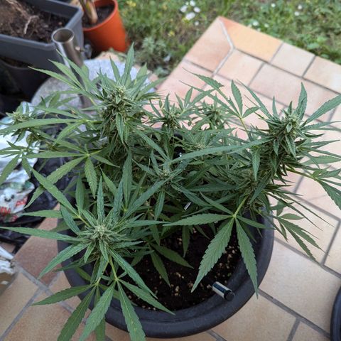 Orion growlog timeline photo