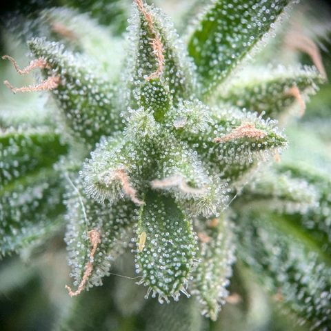 Orion growlog timeline photo