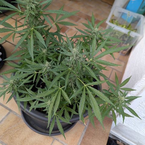 Orion growlog timeline photo