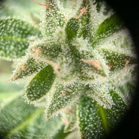 Orion growlog timeline photo