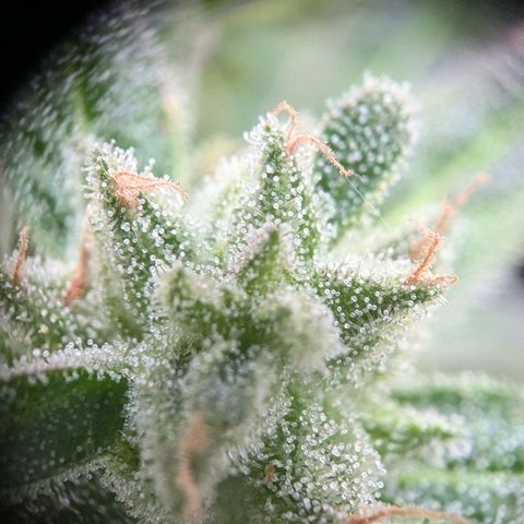 Orion growlog timeline photo
