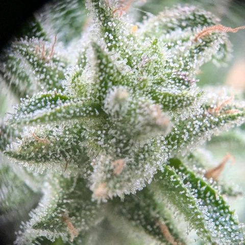 Orion growlog timeline photo