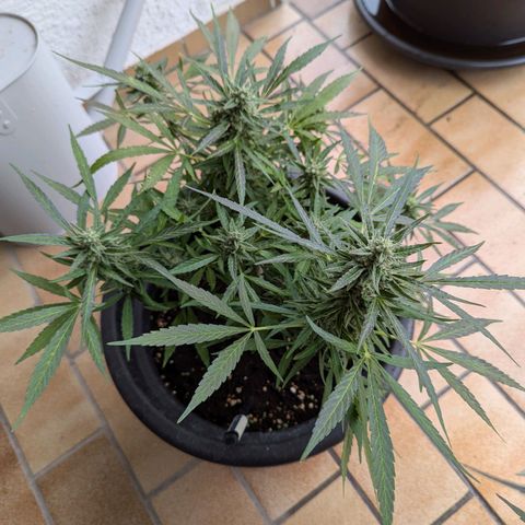 Orion growlog timeline photo
