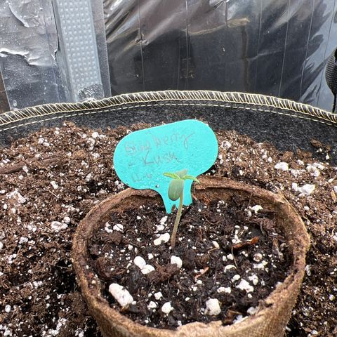 Blueberry Kush Automatic growlog photo: 1-3/8” tall