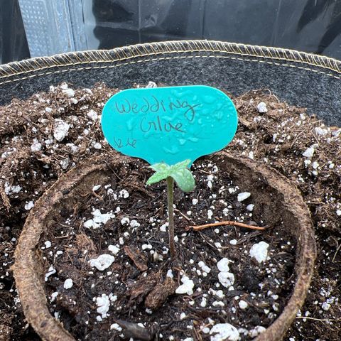 Wedding Glue Auto growlog photo: 1-1/2” tall