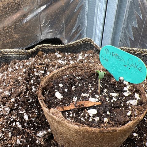 Mimosa Cake Auto growlog photo: 1” tall looks ok..