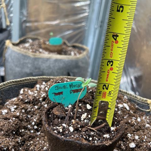 Original Auto Jack Herer growlog timeline photo