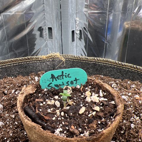 Arctic Sunset growlog photo: Doing ok…just getting some legs