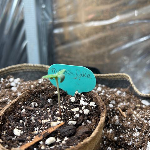 Mimosa Cake Auto growlog photo: 1-1/2” tall