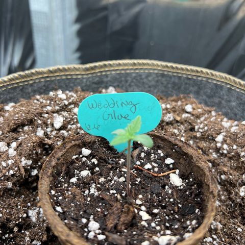 Wedding Glue Auto growlog photo: 1-1/2” tall.. looking good