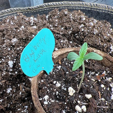 Blueberry Kush Automatic growlog photo: 1-1/2” tall… looking healthy.