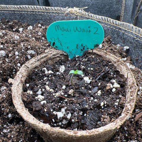 Maui waui 2 growlog timeline photo