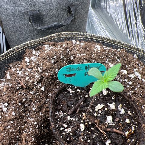 Original Auto Jack Herer growlog photo: Doing great