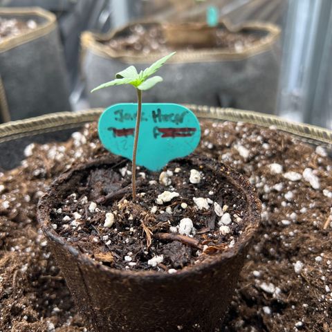Original Auto Jack Herer growlog photo: Doing great