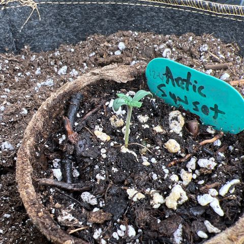 Arctic Sunset growlog photo: Looking healthy 