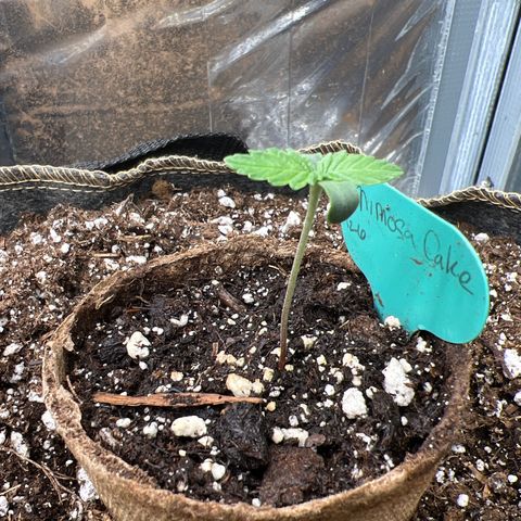 Mimosa Cake Auto growlog photo: Looks good