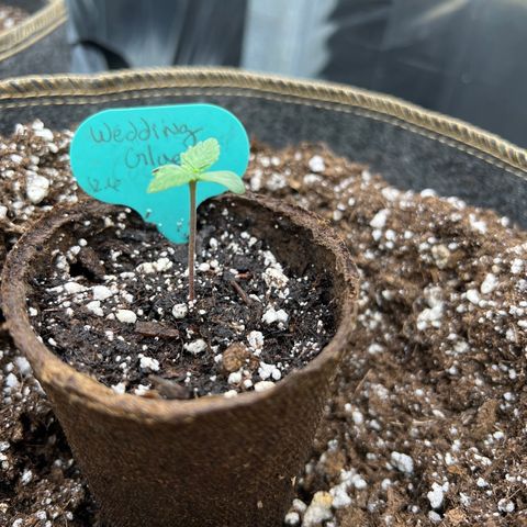 Wedding Glue Auto growlog timeline photo