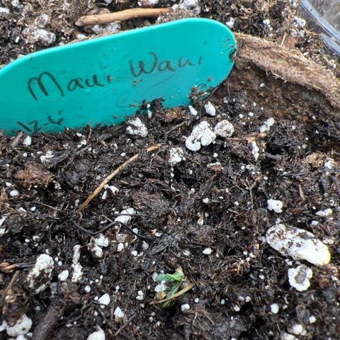 Hawaii Maui Waui Automatic growlog photo: Dead is finally popping through.