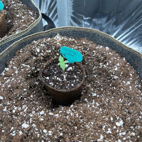 Wedding Glue Auto growlog timeline photo
