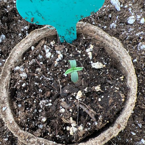 Maui waui 2 growlog photo: Coming along slowly. Looks ok.