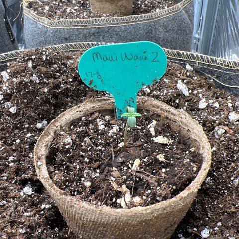 Maui waui 2 growlog timeline photo
