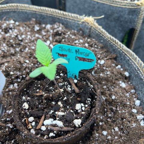 Original Auto Jack Herer growlog timeline photo