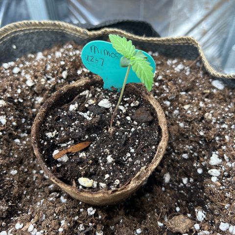 Mimosa Cake Auto growlog timeline photo
