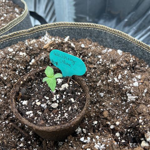 Wedding Glue Auto growlog timeline photo