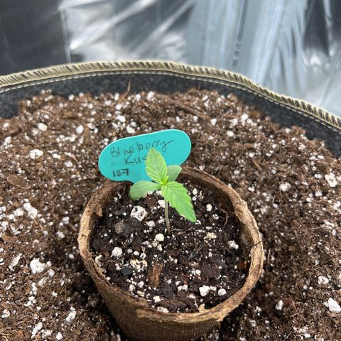 Blueberry Kush Automatic growlog timeline photo