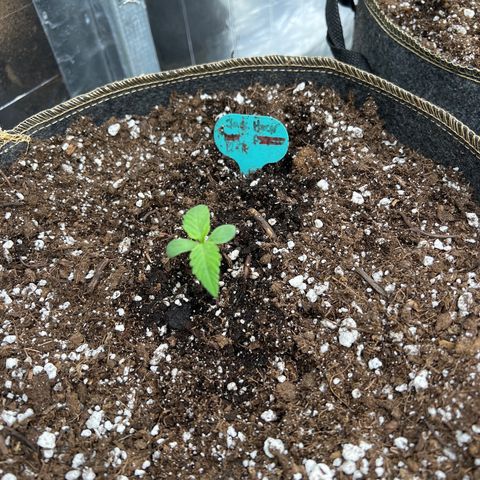 Original Auto Jack Herer growlog timeline photo