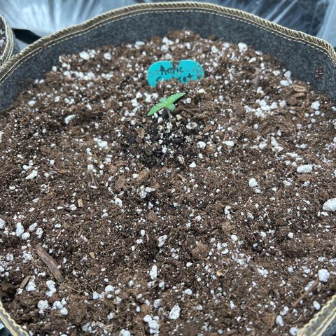 Arctic Sunset growlog timeline photo