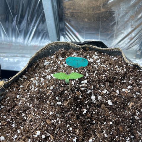 Mimosa Cake Auto growlog timeline photo