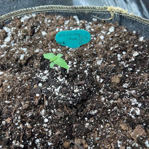 Wedding Glue Auto growlog timeline photo