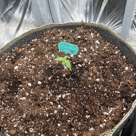 Blueberry Kush Automatic growlog timeline photo