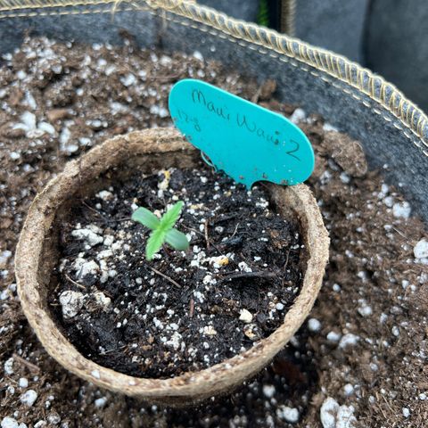 Maui waui 2 growlog timeline photo
