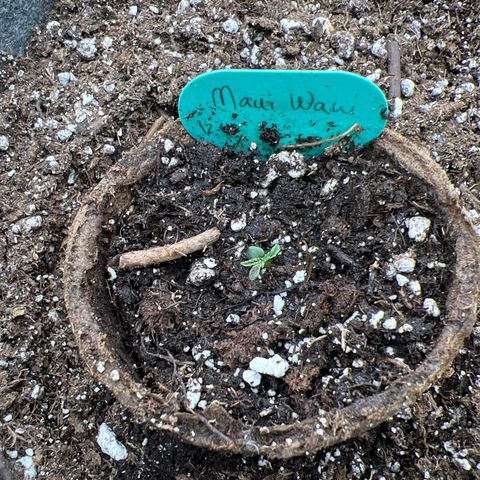 Hawaii Maui Waui Automatic growlog timeline photo