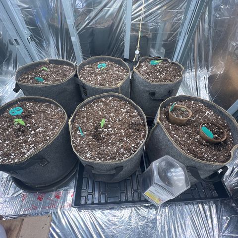 Mimosa Cake Auto growlog photo: Everything looks good.
