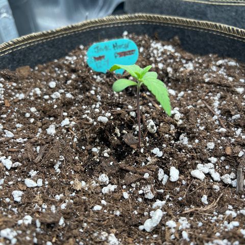 Original Auto Jack Herer growlog timeline photo