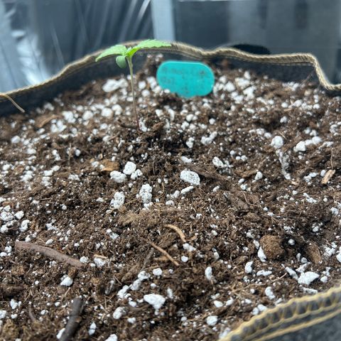 Mimosa Cake Auto growlog timeline photo