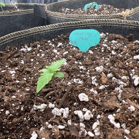 Wedding Glue Auto growlog timeline photo