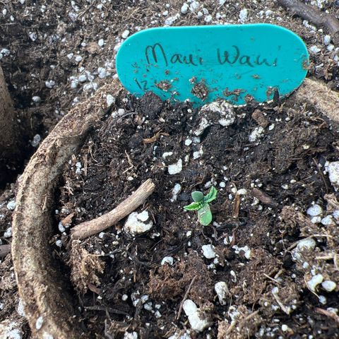 Hawaii Maui Waui Automatic growlog timeline photo