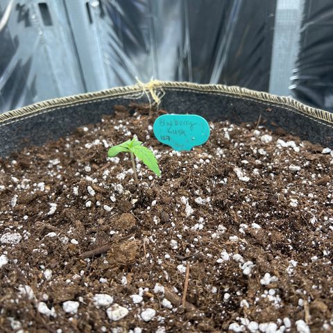 Blueberry Kush Automatic growlog timeline photo
